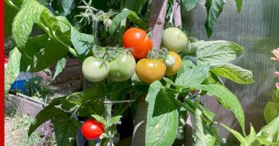Как продлить период урожая томатов - profile.ru
