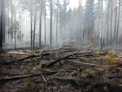 Фото: за Сарожскими озерами разгорается лесной пожар - ivbg.ru - Украина - Ленобласть