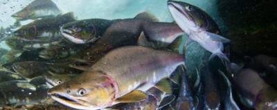 Обилие горбуши у норвежского побережья спровоцировало отравление воды в реках - runews24.ru - Норвегия - Россия - Экология