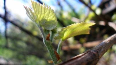 Размножение винограда отводками весной - skuke.net - Виноград