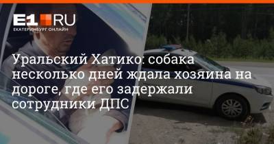 Уральский Хатико: собака несколько дней ждала хозяина на дороге, где его задержали сотрудники ДПС - e1.ru - Екатеринбург