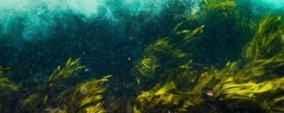 Японские ученые открыли уникальный вид водорослей с тремя полами - runews24.ru - Токио