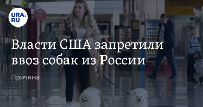 Власти США запретили ввоз собак из России. Причина - ura.news - Россия - Китай - США - Украина - Казахстан - Молдавия - Грузия - Белоруссия