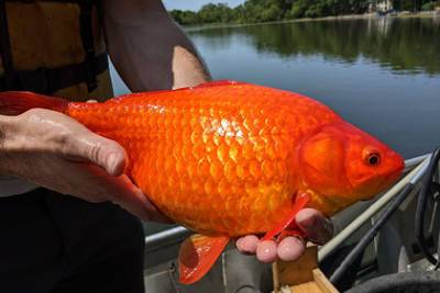 Вирджиния - Гигантские золотые рыбки вызвали беспокойство в США - lenta.ru - USA - шт. Миннесота - Twitter