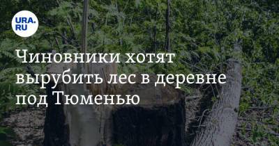 Чиновники хотят вырубить лес в деревне под Тюменью - ura.news - Тюмень - Тюменская обл. - район Тюменский