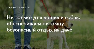 Не только для кошек и собак: обеспечиваем питомцу безопасный отдых на даче - mos.ru - Москва