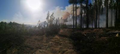 Город в Карелии окутан дымом из-за лесных пожаров - stolicaonego.ru - район Сегежский - республика Карелия