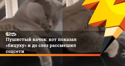 Пушистый качок: кот показал «бицуху» и до слез рассмешил соцсети - ridus.ru