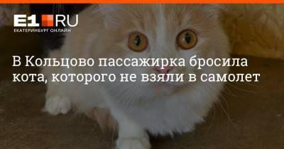 В Кольцово пассажирка бросила кота, которого не взяли в самолет - e1.ru - Москва - Екатеринбург