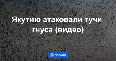 Анна Лысенко - Якутию атаковали тучи гнуса (видео) - news.mail.ru - респ. Саха