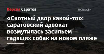 «Скотный двор какой-то»: саратовский адвокат возмутилась засильем гадящих собак на новом пляже - nversia.ru - Саратов