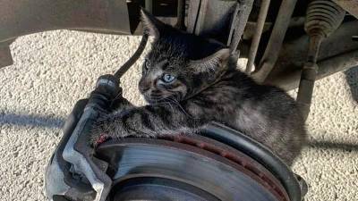 В Уфе котёнок застрял в тормозах - bash.news - Уфа