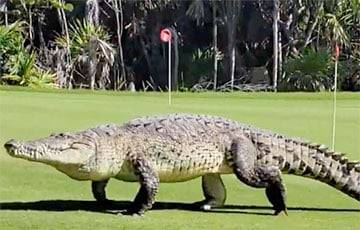 Пятиметровый крокодил пришел сыграть в гольф и стал звездой Сети - charter97.org - Белоруссия - шт. Аризона