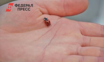 В РАН прокомментировали нашествие божьих коровок в Анапе - fedpress.ru - Москва - Россия - Анапа - Экология
