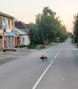 Обнаглевшая лиса в центре Кунгура - iskra-kungur.ru - Пермь