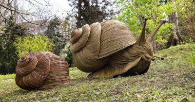 Улитки и лесные жители из лозы: калининградская художница создаёт скульптуры в уникальной технике (фото) - klops.ru