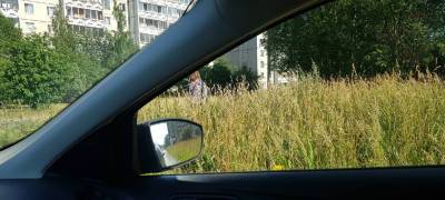 Водители микрорайона в Петрозаводске ежедневно рискуют попасть в ДТП из-за нескошенной травы (ФОТОФАКТ) - stolicaonego.ru - Петрозаводск