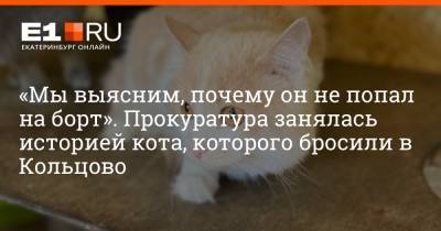 «Мы выясним, почему он не попал на борт». Прокуратура занялась историей кота, которого бросили в Кольцово - e1.ru - Москва - Екатеринбург - Уральск