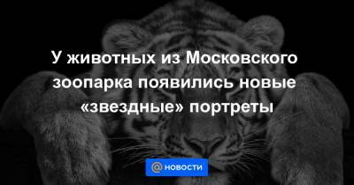 У животных из Московского зоопарка появились новые «звездные» портреты - news.mail.ru