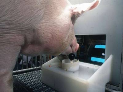 Ученых ошеломили умственные способности свиней: они умеют играть в видеоигры - unn.com.ua - США - Украина - Киев - county Frontier