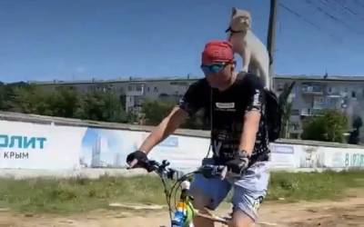 На улице в Симферополе засняли кота на велосипеде - zr.ru - Симферополь