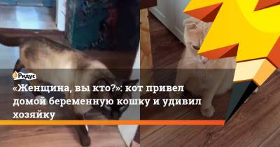 «Женщина, вы кто?»: кот привел домой беременную кошку и удивил хозяйку - ridus.ru