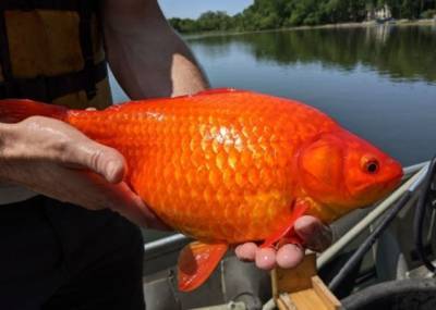 Вирджиния - Курьез: В США рыбак поймал настоящую золотую рыбку (ФОТО) - enovosty.com - США - шт. Миннесота