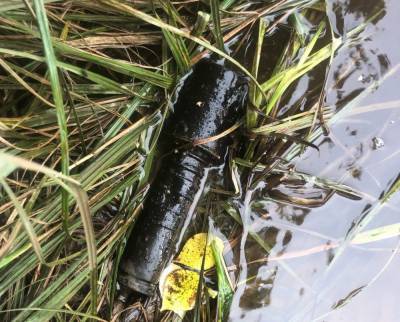 В Тихвине местные жители во время купания нашли боевую гранату - ivbg.ru - Украина - Ленобласть