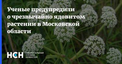 Ученые предупредили о чрезвычайно ядовитом растении в Московской области - nsn.fm - Московская обл. - Московская область