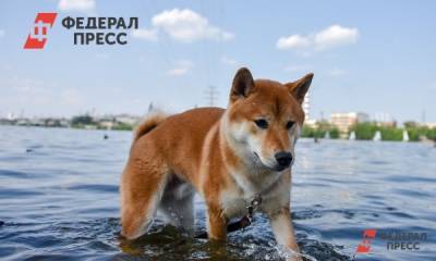 Как помочь собаке в жару: советы кинолога - fedpress.ru - Москва - Россия