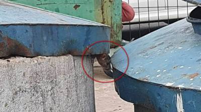 Воронежцы сняли на видео полчище крыс во дворе многоэтажек на Шишкова - vestivrn.ru - Воронеж