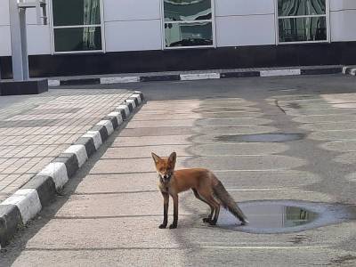 Лиса забрела «в гости» к работникам банка в Нижнем Новгороде - vgoroden.ru - Нижний Новгород - Нижний Новгород