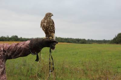 Выдача разрешений на охоту с ловчими птицами началась в Нижегородской области - vgoroden.ru - Нижегородская обл.