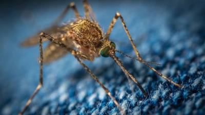 Ученые разработали одежду, которая защищает от укусов комаров - piter.tv - Россия - шт.Северная Каролина