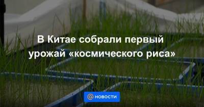 В Китае собрали первый урожай «космического риса» - smartmoney.one - Китай