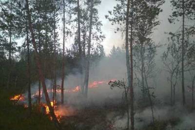 В Суоярвском районе ввели режим ЧС из-за лесного пожара - karel.mk.ru - республика Карелия