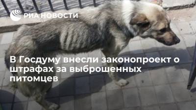 Павел Крашенинников - В Госдуму внесли законопроект о штрафах до ста тысяч рублей за жестокое обращение с питомцами - ria.ru - Москва - Россия