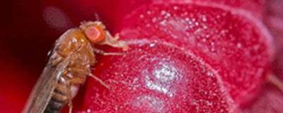 В России урожаю ягод и плодов угрожает «маленькая бестия» - runews24.ru - Россия