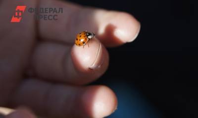 Эксперт выдвинул новую версию нашествия божьих коровок - fedpress.ru - Крым - Анапа - Ростов-На-Дону - Ростовская обл.