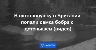 В фотоловушку в Британии попали самка бобра с детенышем (видео) - news.mail.ru - Англия - Экология