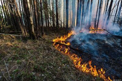 В Краснокамске из-за лесных пожаров введен режим чрезвычайной ситуации муниципального уровня - nakanune.ru - Краснокамск