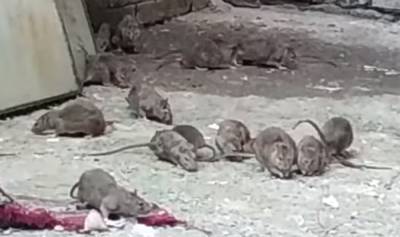 "Тысяча штук их тут": огромные крысы поселились в общежитии в центре Одессы, видео - politeka.net - Украина - Одесса