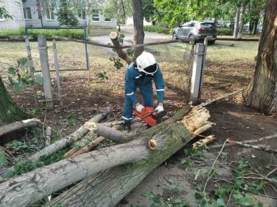 В Ульяновске за неделю снесли 20 аварийных деревьев - ulpravda.ru - Ульяновск - район Засвияжский