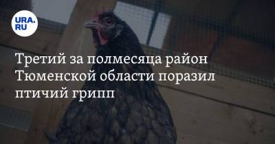 Александр Моор - Третий за полмесяца район Тюменской области поразил птичий грипп - ura.news - Тюменская обл. - район Казанский