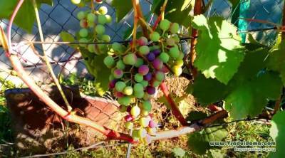 Выращивание винограда – практические советы и хитрости опытного винограда - skuke.net - Ташкент - Виноград