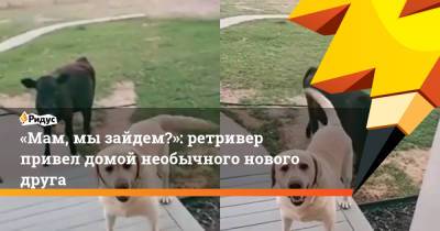 «Мам, мы зайдем?»: ретривер привел домой необычного нового друга - ridus.ru
