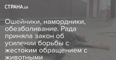 Ошейники, намордники, обезболивание. Рада приняла закон об усилении борьбы с жестоким обращением с животными - strana.ua - Украина