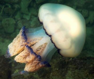 Ученые объяснили, почему в Азовском море стало так много медуз - enovosty.com - Азовское Море
