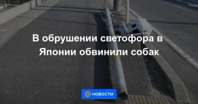 В обрушении светофора в Японии обвинили собак - news.mail.ru - Япония