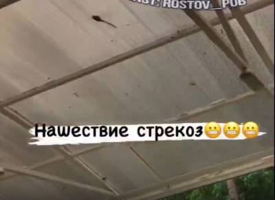 Нашествие стрекоз на Ростовскую область объяснил сотрудник РАН - privet-rostov.ru - Россия - Ростовская обл.